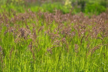 high grass