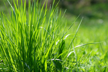 grass
