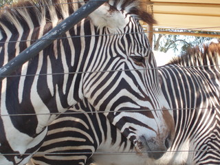 zebra
