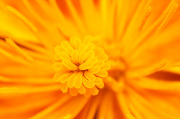 yellow flower background