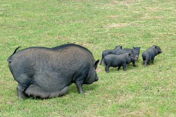 cochon chinois avec ses petits