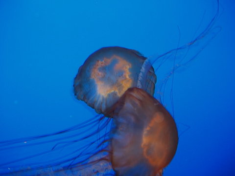 two jelly fish
