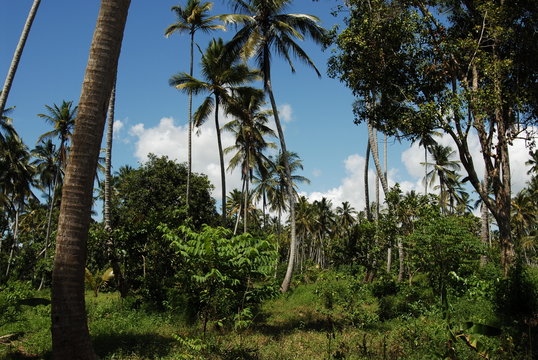 Jozani Forest In Zanzibar, Tanzania, Africa