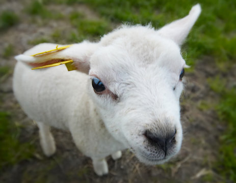 Funny Lamb