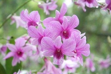 Fototapeta na wymiar różowa orchidea 1