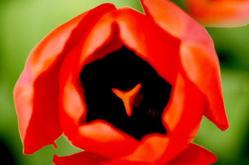 Fototapeta na wymiar tulip 1