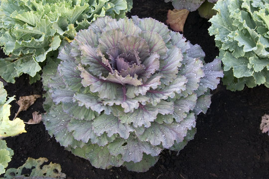 cabbage-head with rain-drops
