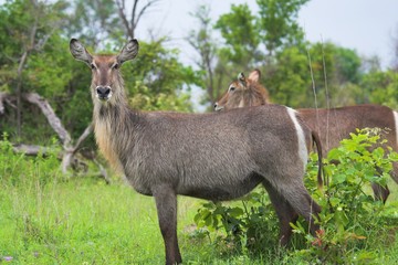 waterbuck