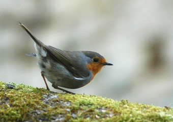 rouge-gorge 1