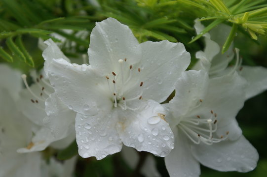 bl&uuml;hende azalee im regen