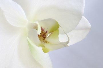 witte orchidee vrede