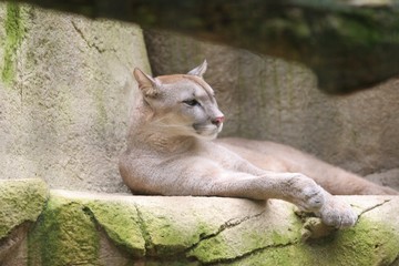 cougar at rest