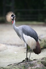 crowned crane