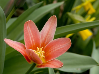 blühende tulpe