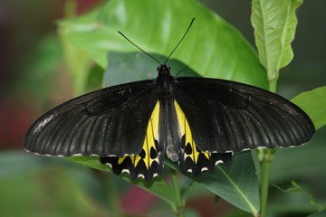 common singapore birdwing butterfly