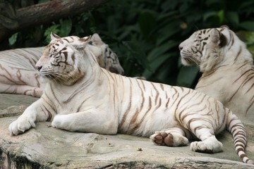 white tigers
