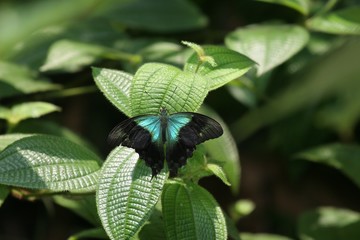 blue swallowtail 1