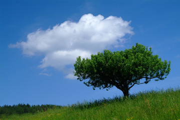 Fototapeta na wymiar Drzewo z nieba 2