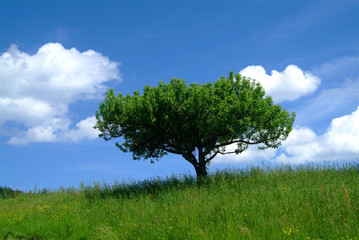 Fototapeta na wymiar Drzewo z nieba 1