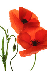 coquelicot © Claude Calcagno