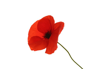 Fototapeta premium coquelicot