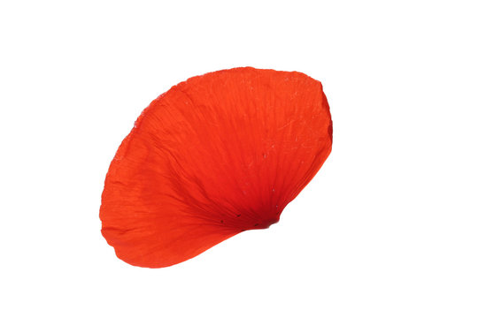coquelicot