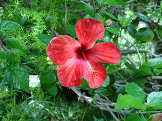 rote blüte