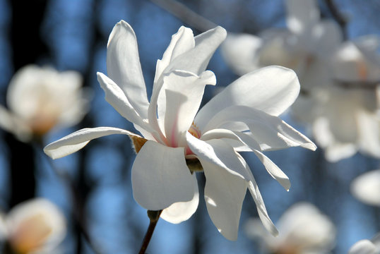 Fototapeta magnolia flower