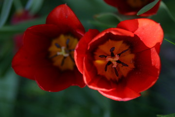 tulpen in rot