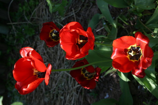 drei rote tulpen