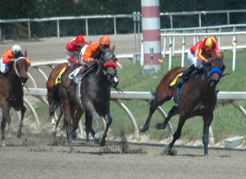 race horses in the stretch