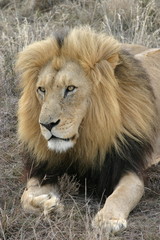 lion relaxing in grasslands