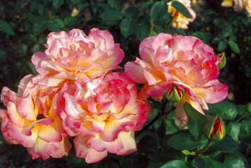 rosanrose8
