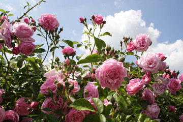 Fototapeta premium rosanrose3