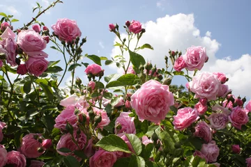 Foto auf Acrylglas Rosen rosanrose3