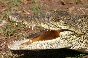 crocodile smile
