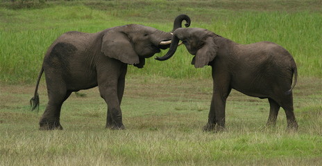 Naklejka na ściany i meble african elephants playing