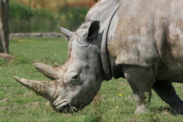 rhino close up