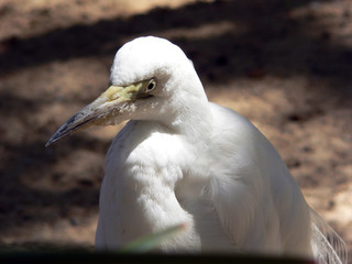 egret