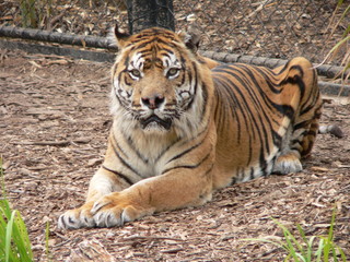 tiger