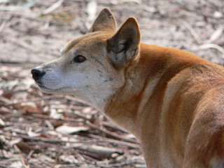golden dingo