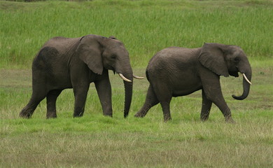 Naklejka na ściany i meble african elephants walking in grasslands