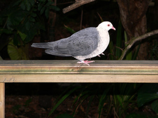 pigeon