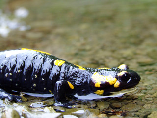salamander