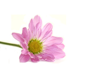 pink beauty