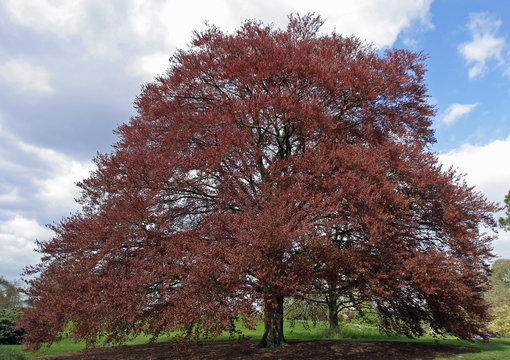 purple beech tree