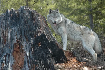 Photo sur Plexiglas Loup wolf and stump
