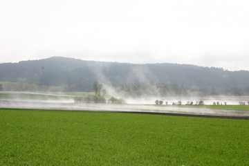 nebelwiese