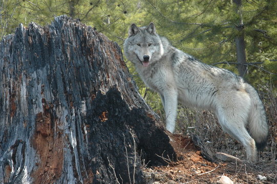 wolf and stump