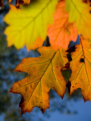 Fototapeta na wymiar kolory jesieni